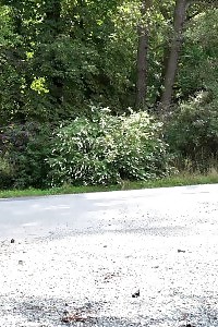 Blonde Bitch Squats And Pisses In The Woods